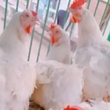 الفراخ البيضاء بـ82 جنيها.. أسعار مستقرة بأسواق الإسماعيلية اليوم الخميس